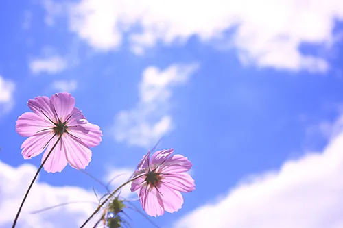 ピンクのお花と空